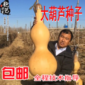巨型天然葫芦种子特大种籽手捻八宝亚腰盆栽庭院文玩大小葫芦 包邮