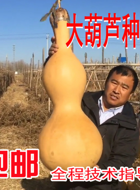 种籽宝亚盆栽庭院包邮天然葫芦