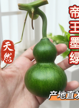 产地直发帝王墨绿葫芦青皮新鲜翠玉墨绿小葫芦成品葫芦手捻带龙头