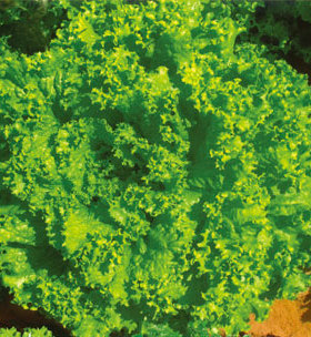 广东顺丰包邮 绿色散叶 绿珊瑚 绿毛生菜 沙律配菜 西餐 300g/7元