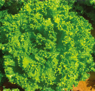 广东顺丰包邮绿色散叶西餐生菜