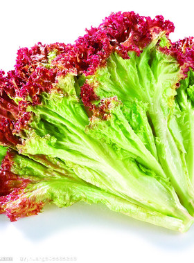广东包邮 新鲜红叶生菜 罗莎红  红珊瑚 redleaf沙拉菜 250g