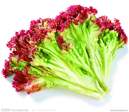 广东包邮 新鲜红叶生菜 罗莎红  红珊瑚 redleaf沙拉菜 250g