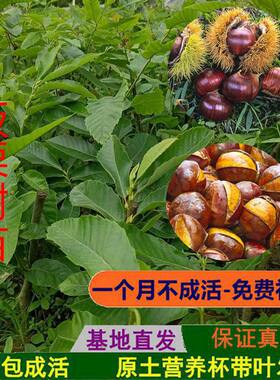 嫁接正宗板栗树苗大红袍板栗锥栗苗特大栗子果苗南北方种带泥土球
