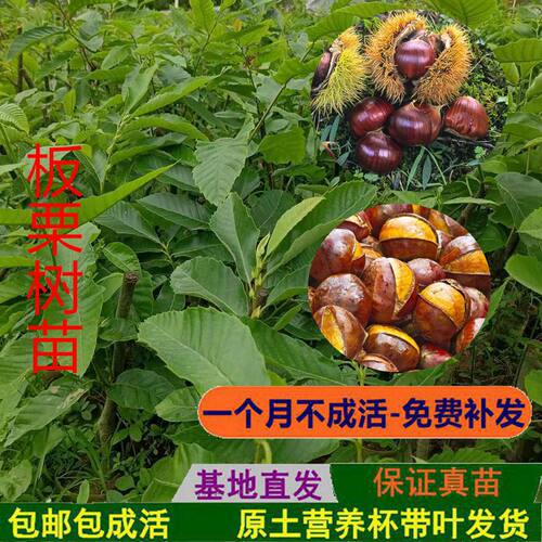 嫁接正宗板栗树苗大红袍板栗锥栗苗特大栗子果苗南北方种带泥土球