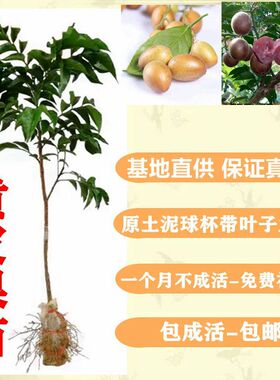 黄皮苗紫色黄皮鸡心黄皮苗无核黄皮苗地栽庭院种植南方果树苗包邮