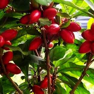 神秘果树苗四季开花当年结果变味果盆栽果树带叶带花带果包活