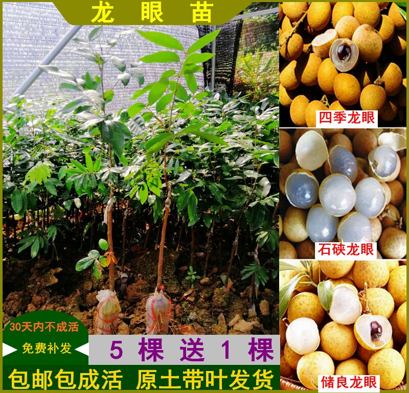 龙眼苗石硖储良四季龙眼四季结果嫁接苗桂圆苗地栽庭院种植包邮