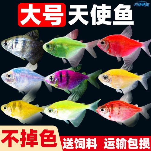 大号天使鱼热带鱼观赏鱼活体鱼苗