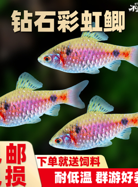 钻石宝石彩虹鲫鱼原生观赏鱼小型热带冷水淡水鱼真无须鲃新手好养