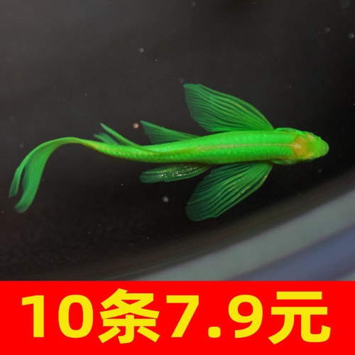 蝶翼长尾斑马鱼小型热带鱼观赏鱼