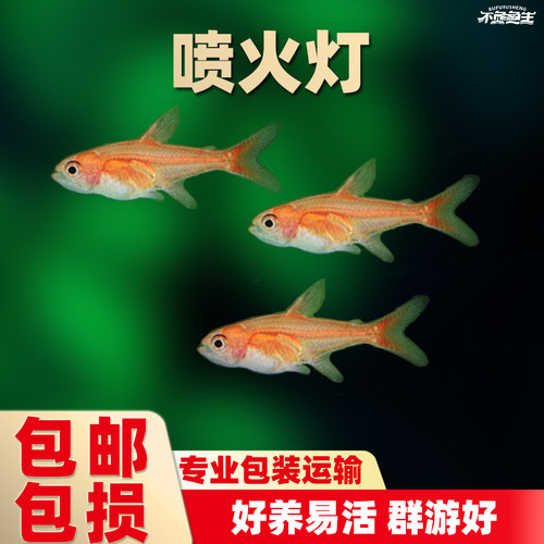 喷火灯鱼红绿灯小型水族活体
