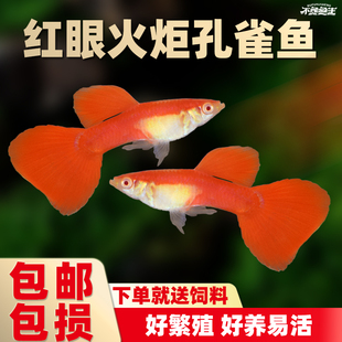 红眼火炬孔雀鱼全红孔雀鱼胎生鱼凤尾鱼好养小活鱼热带鱼观赏活鱼