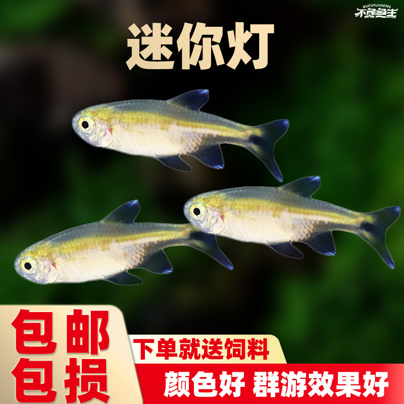 迷你灯鱼小型热带淡水群游草缸观赏鱼银尖灯红绿灯宝莲灯活体包邮