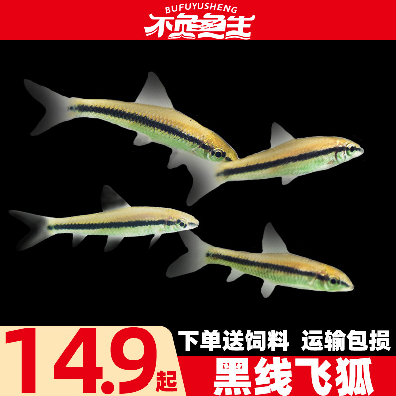 黑线飞狐一线飞狐小猴飞狐黑毛藻杀手工具鱼热带鱼淡水观赏鱼活体