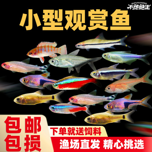 红绿灯宝莲灯小型淡水热带观赏鱼