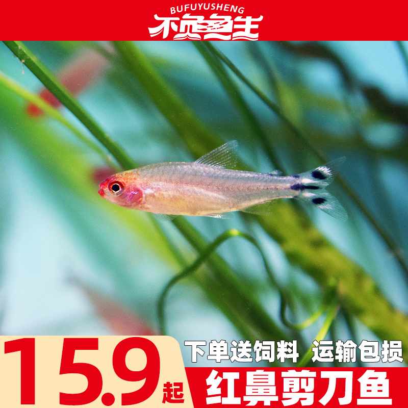 红鼻剪刀鱼小型观赏鱼热带鱼