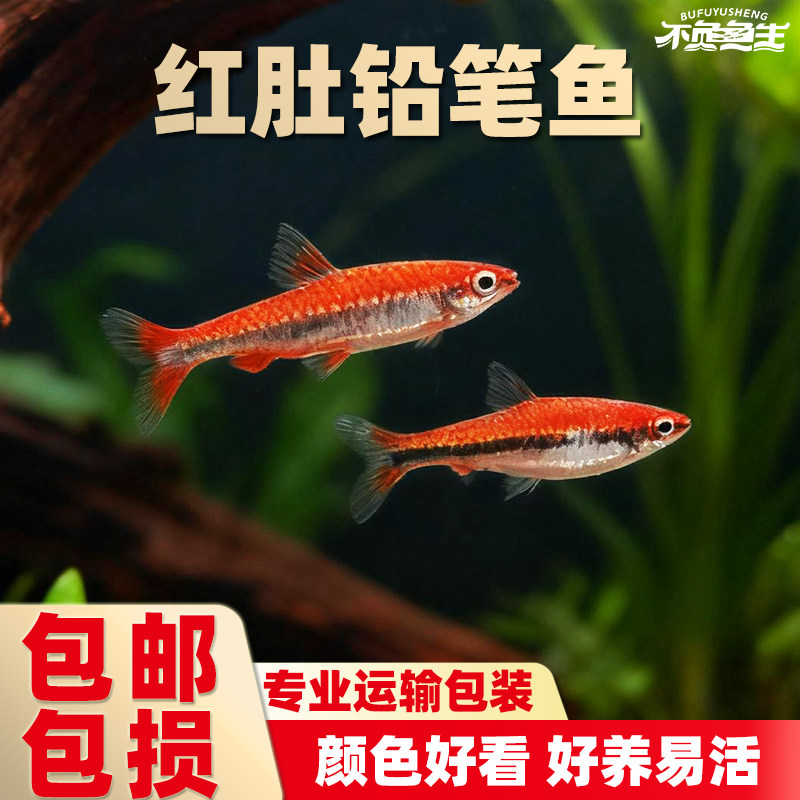 红肚铅笔鱼橘色铅笔鱼红头红肚铅笔鱼小型热带淡水观赏鱼灯鱼活鱼 - 实物图