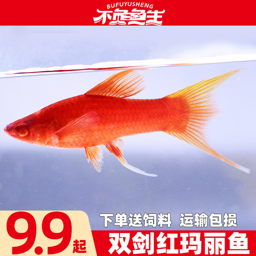 燕尾中小型热带活体红剑鱼