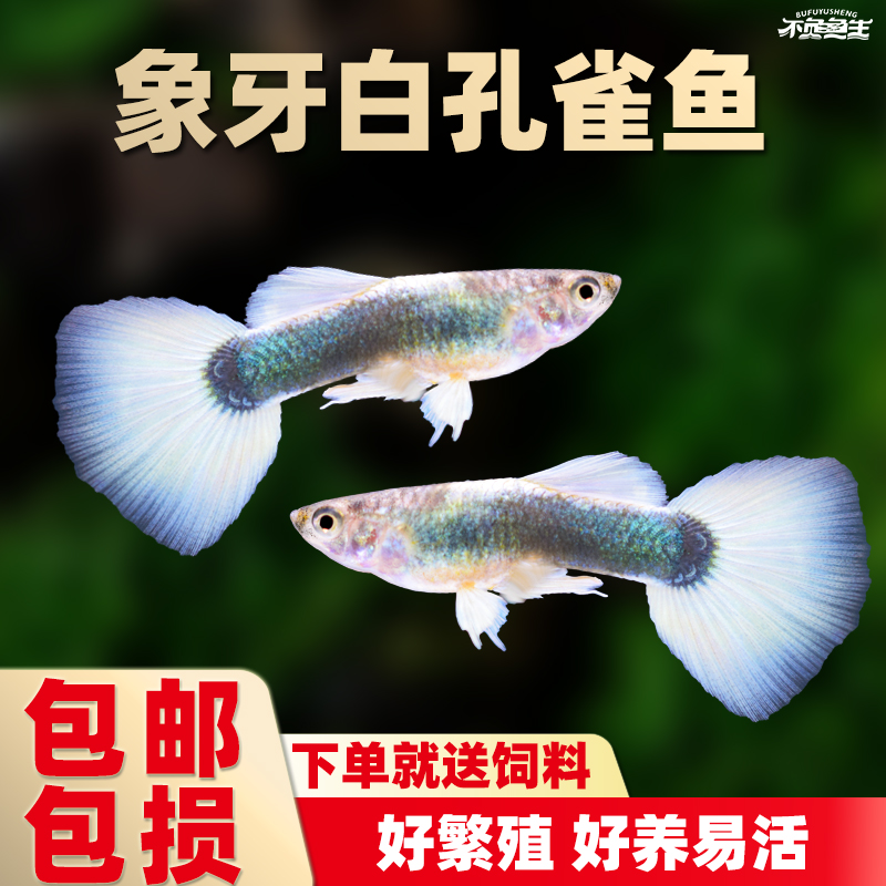 象牙白孔雀鱼黄礼袍孔雀鱼胎生鱼大凤尾鱼好养小活鱼热带鱼观赏鱼
