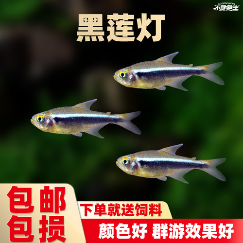 黑莲热带红绿灯包邮淡水观赏鱼