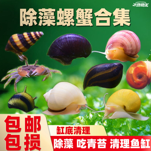 除藻观赏螺杀手螺小型