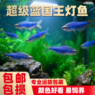 超级蓝国王灯鱼超级蓝凯瑞鱼高端南美热带鱼淡水小型观赏鱼活体鱼