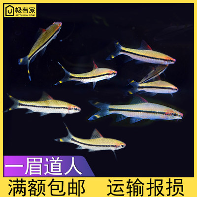 热带鱼一眉道人红眉道人鱼苗观赏鱼大中型鱼草缸鱼群游鱼淡水活鱼 虎窝淘