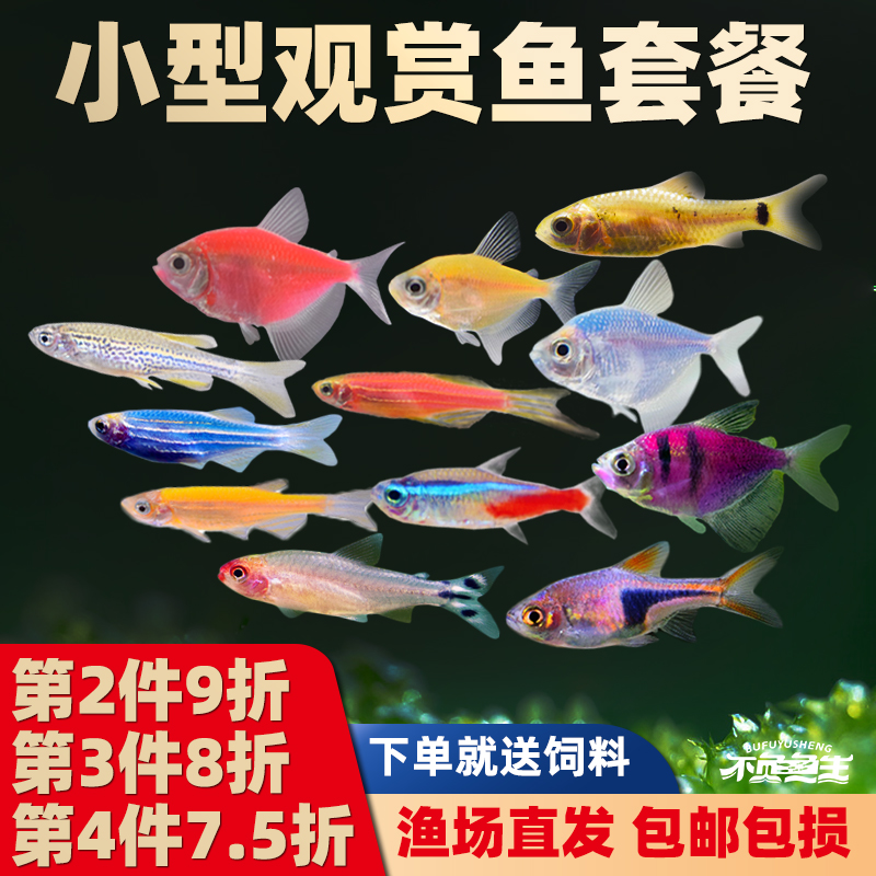 斑马鱼红绿灯天使鱼孔雀鱼灯科鱼小型热带观赏鱼淡水小活体鱼好养