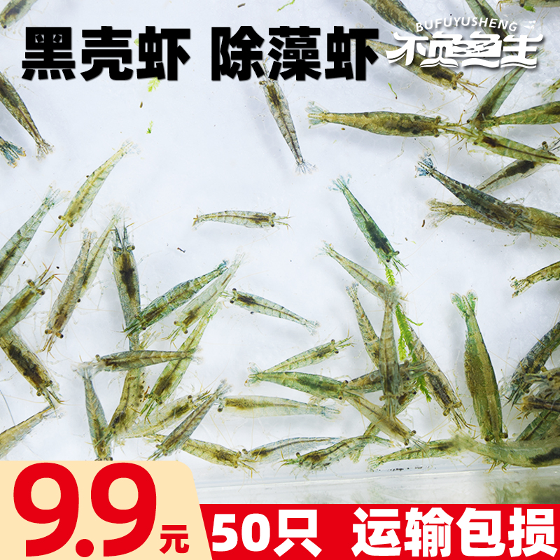 黑壳虾除藻虾冷水虾工具虾活体虾