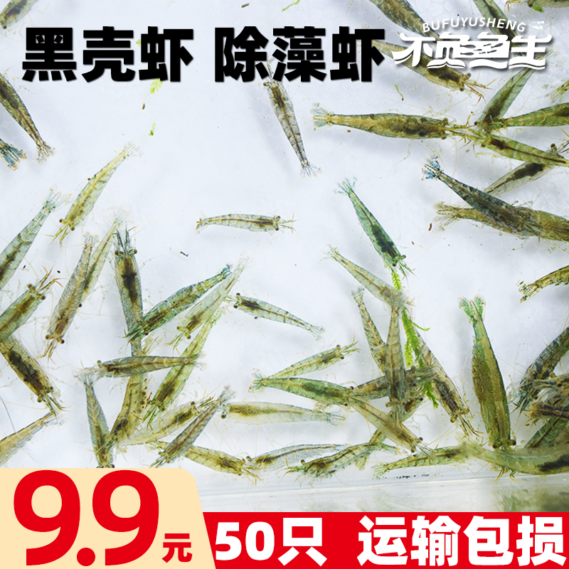 黑壳虾除藻虾吃粪虾冷水观赏虾鱼缸清...