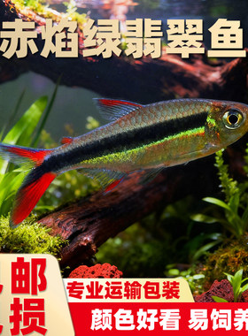 赤焰绿翡翠小型热带淡水观赏鱼