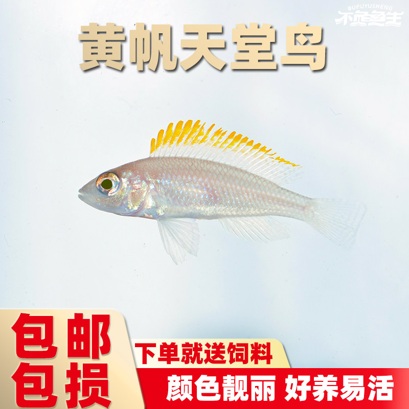 黄帆天堂鸟鱼三湖慈鲷鱼坦鲷鱼