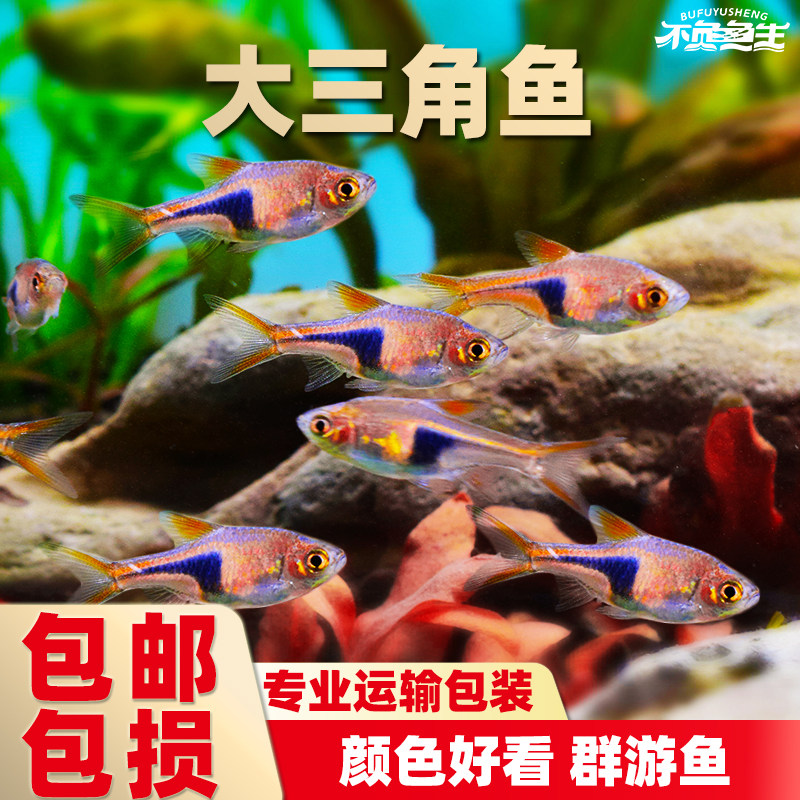 大三角鱼紫三角鱼灯鱼小三角灯科鱼小型鱼淡水鱼热带鱼观赏鱼活鱼