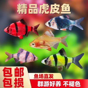 虎皮鱼观赏鱼热带鱼小型活鱼绿虎皮鱼黄蓝红四间虎皮好养灯科活体