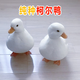 柯尔鸭活宠物网红小鸭子家养可达鸭塞级S级脱温青年成年科尔鸭