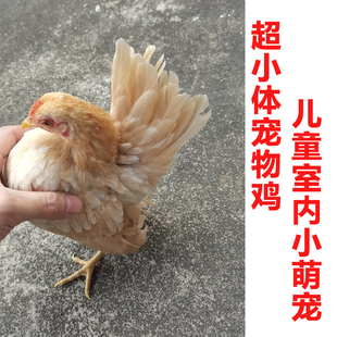 塞拉玛观赏鸡马来西亚玲珑鸡精品纯种小体矮脚家养小型宠物鸡活苗