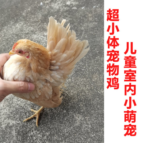 塞拉玛鸡玲珑小鸡家养观赏鸡活苗