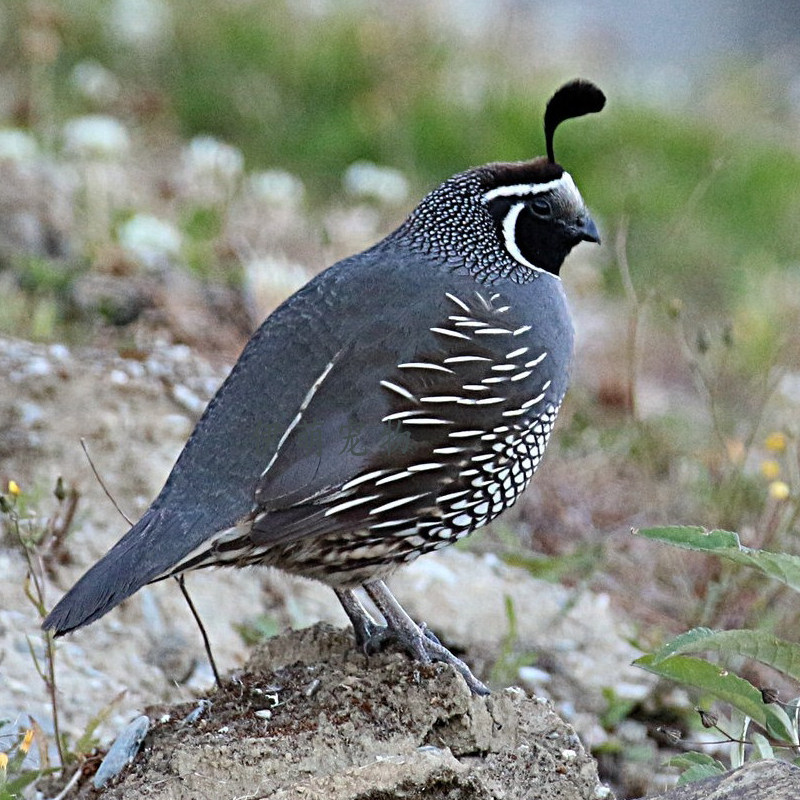珠颈翎鹑种蛋观赏鸟彩鹑进口鹌鹑可孵化受精蛋家庭迷你宠物鸡,宠物/宠物食品及用品,鸟,淘宝优惠券,粉丝福利购,淘宝优惠卷