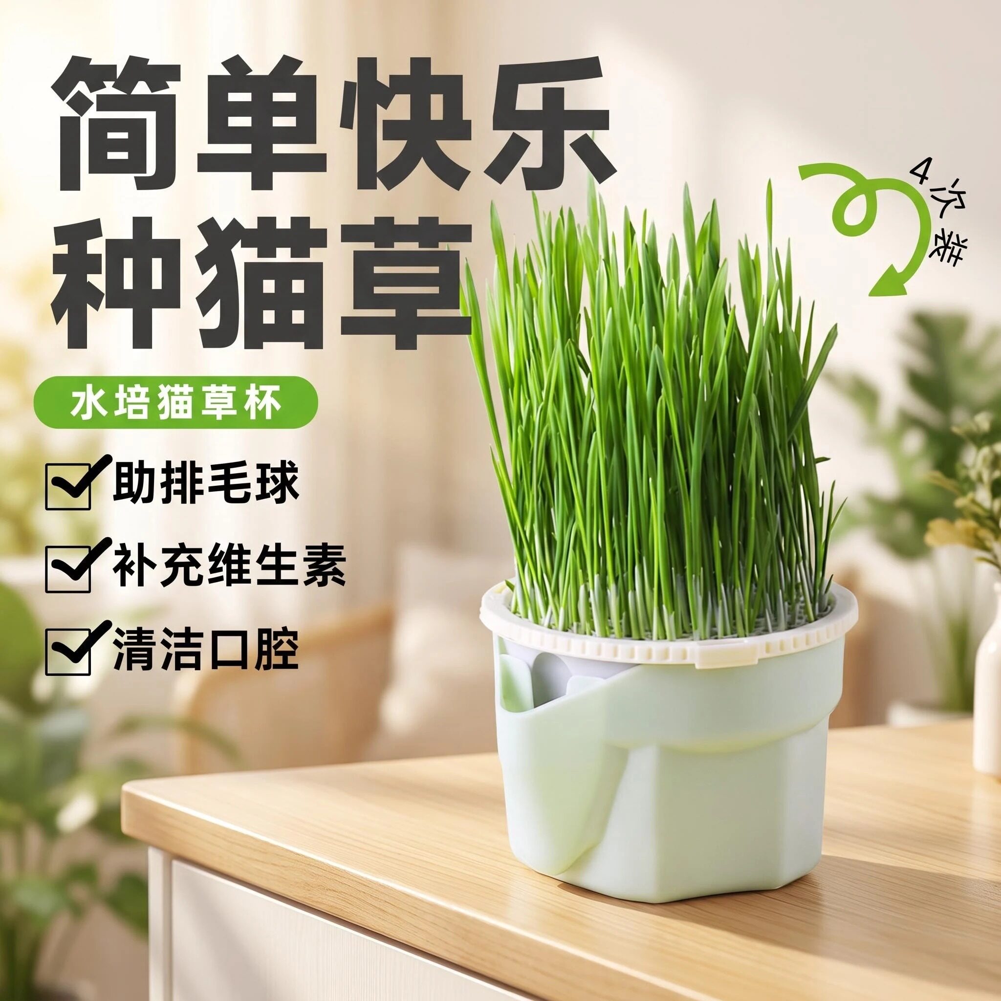 水培化毛猫草懒人自种无土