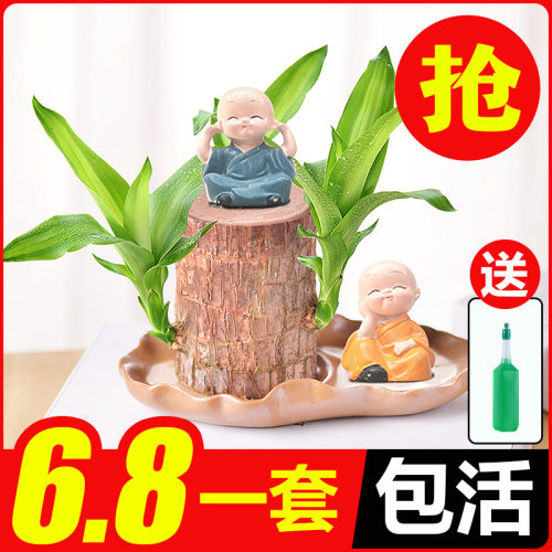 幸运植物价格 幸运植物图片 星期三