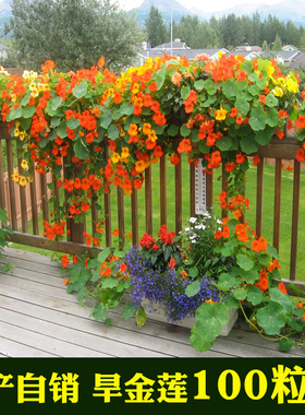 旱金莲种子旱荷花籽垂吊爬藤庭院室内阳台盆栽易活多年生满天星孑