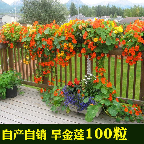 垂吊爬藤室内阳台春夏旱金莲种子