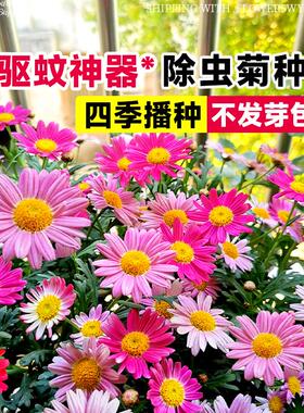 除虫菊种子四季播种驱蚊草驱虫菊室内外植物薄荷野花组合花种籽子