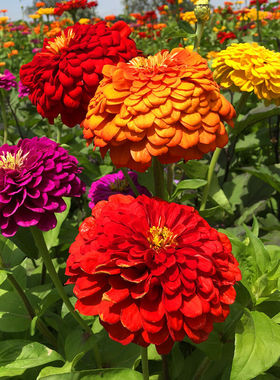 大花重瓣百日草种子百日菊花种子花籽易活易种开花不断室内外花海