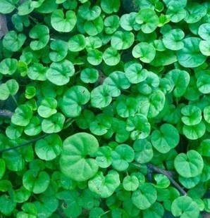 马蹄金种子铜钱草种子 籽草坪种子小金钱草易种常青耐高温绿化