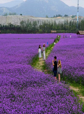 柳叶马鞭草种子紫色蓝色多年生宿根花卉景观花海工程耐寒易活播种