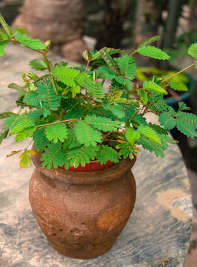 含羞草种子 害羞草种子 感应草 盆栽花卉种子家庭阳台种植花种子