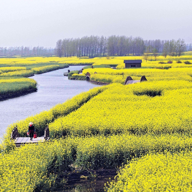 杂交高产矮杆抗倒伏种孑油菜花