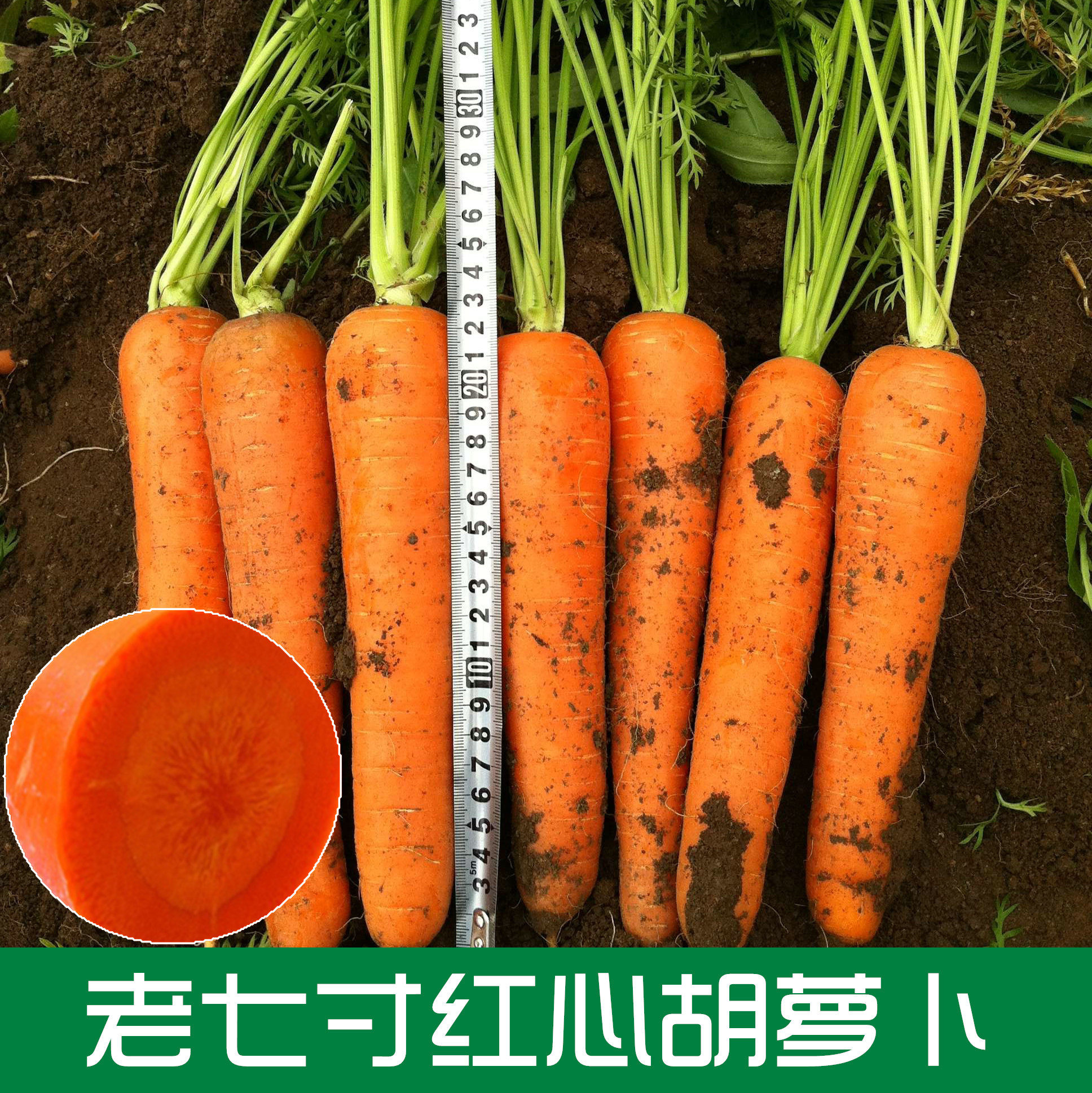 老品种红胡萝卜种子 家庭菜园盆栽种蔬菜 三红八寸参